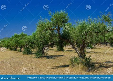 Olive Grove Stock Photo Image Of Native Natural Park 15922518