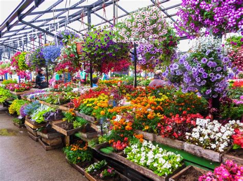 Sale of Flower Seedlings on the Market in Riga.Latvia Editorial Image ...