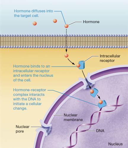 Hormone Target Cell