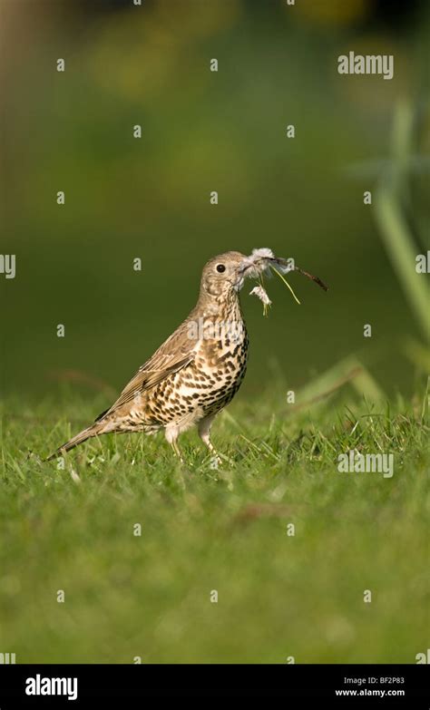 Mistle Thrush collecting nest material Stock Photo - Alamy