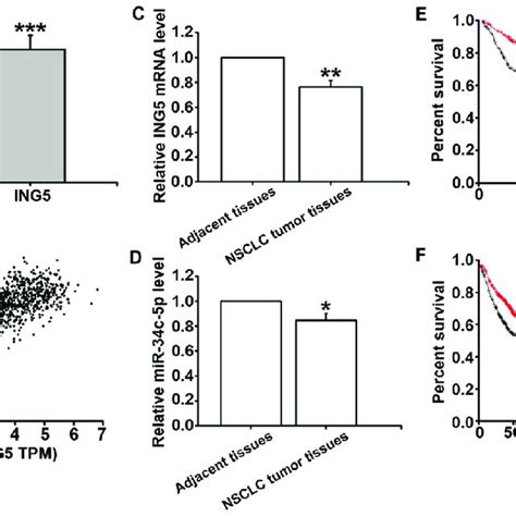 MiR 34c 5p Prevents Metastasis Of ING5 Knockdown Lung Cancer Cells In