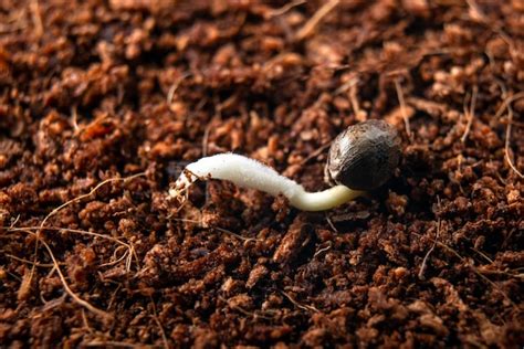 Premium Photo | Germination of marijuana seeds