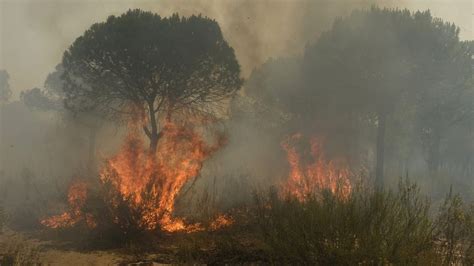 Las Imágenes Del Incendio Forestal En Moguer Huelva