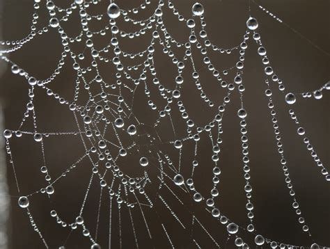 Spider Web Drops Water Dew In The Morning Free Image From