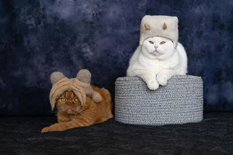 Creative Cat Hair Hats By Rojiman And Umatan Design Swan