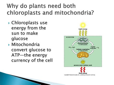 What Is The Function Of The Mitochondria In A Plant We Want Science