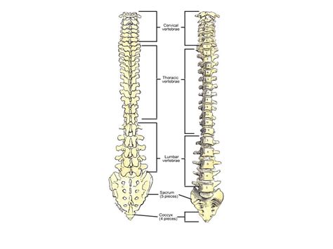 Solution Cervical Vertebrae Studypool