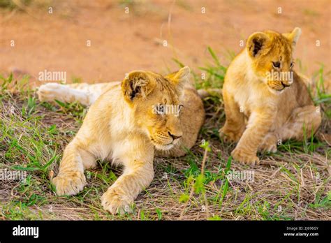 Lion Cubs Maasai Mara National Reserve Kenya East Africa Africa