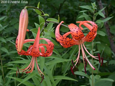 Lilium lancifolium (Tiger Lily): Minnesota Wildflowers