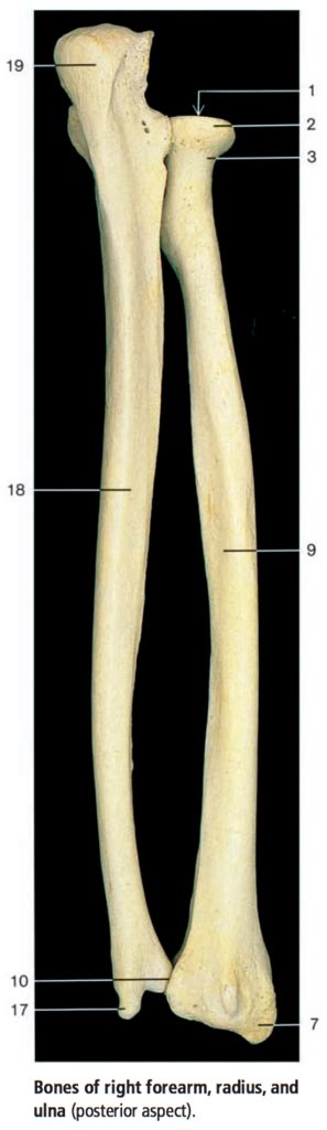 Diagram Of Radius And Ulna Posterior View Quizlet