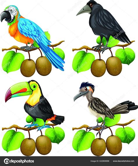 Diferentes Tipos Aves Rama Kiwi Vector De Stock 622806996 De YAY Images