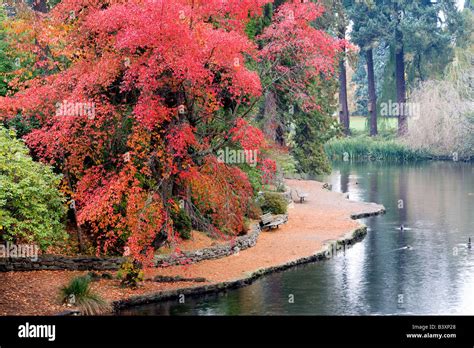 Fall color with pond Crystal Springs Rhododendron Gardens Portland Oregon Stock Photo - Alamy