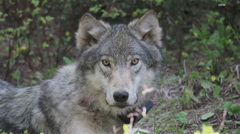 Reward for information on 3 dead gray wolves in Oregon | kgw.com