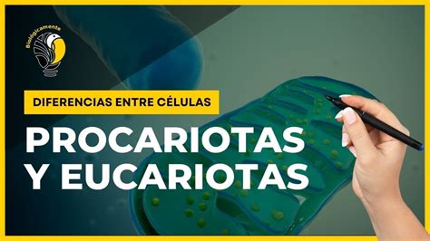 Descubre Las Claves La Diferencia Esencial Entre C Lulas Procariotas Y