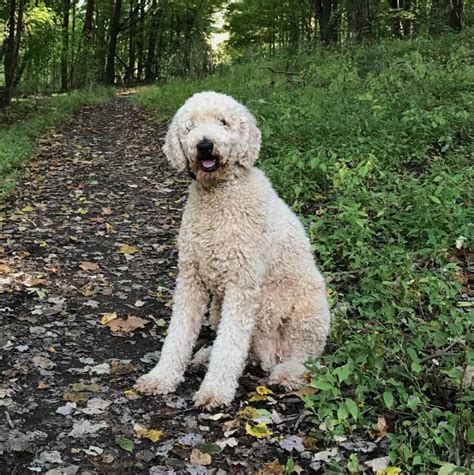 Goldendoodle Size Full Grown: How Big Do Goldendoodles Get? (Teacup ...