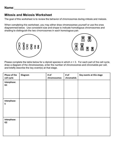 Mitosis Vs Meiosis Worksheet