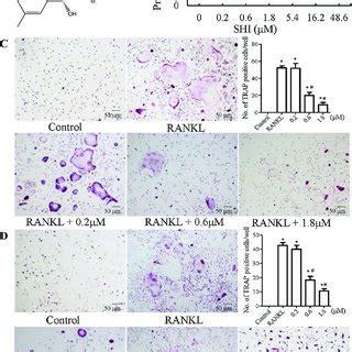 Shikonin Inhibited RANKL Induced Osteoclastogenesis In Vitro A The