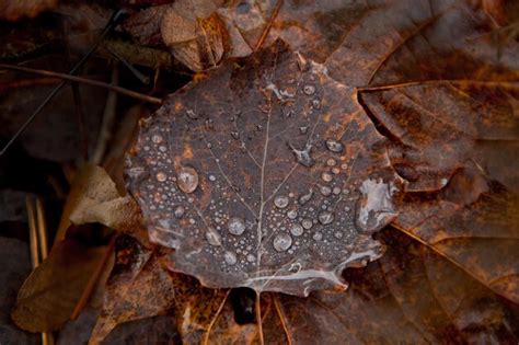 Premium Photo Brown Aspen Leaf With Waterdrops Populus Tremula Dew