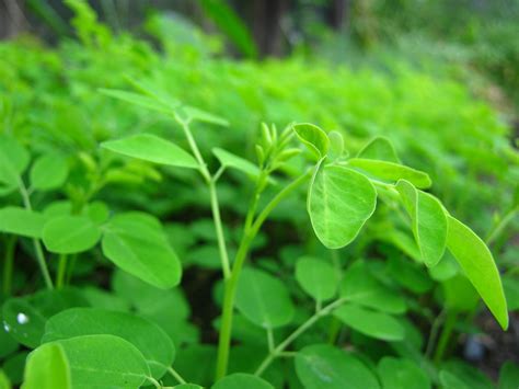 Moringa Oleifera The Miracle Tree One Of Natures Most Nutritious Super Foods Health Beauty