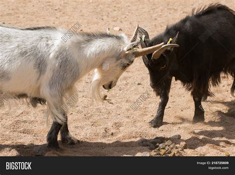 Two Stubborn Goats Image And Photo Free Trial Bigstock