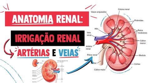 Como é Feita A Vascularização Dos Rins LIBRAIN