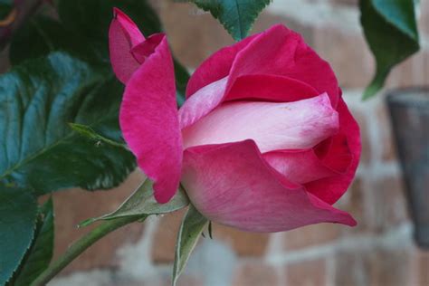 Rodonea Bilder – Durchsuchen 7,529 Archivfotos, Vektorgrafiken und ...