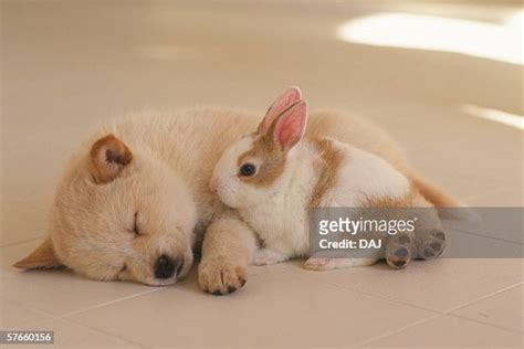 Rabbit Hybrid Photos And Premium High Res Pictures Getty Images