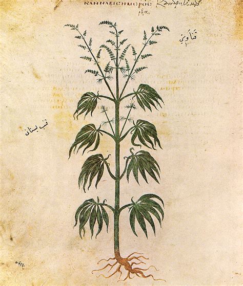 La Milenaria Historia Del Cannabis Medicinal