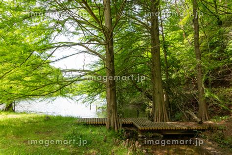 兵庫県三田市にある母子大池ハイキングコース風景の写真素材 231312053 イメージマート