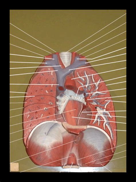 Anterior View Of Lungs Frontal Section Heart Removed Diagram Quizlet