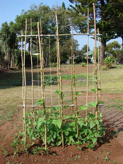 Jardinage Les haricots grimpants pour jardiniers débutants