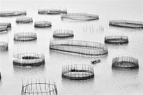 Ocean Photographer Of The Year Die Besten Unterwasserbilder Des Jahres