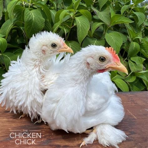 How To Sex Chickens How To Tell Male Or Female Hen Or Rooster