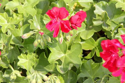 Red Ivy Leaf Geranium Pelargonium Peltatum Red Stock Image Image Of