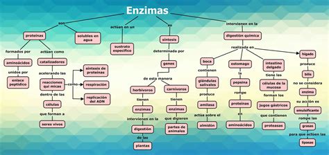 Mapa Mental Enzimas