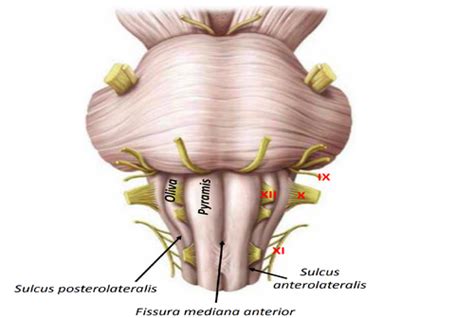 Structure Of Brainstem Flashcards Quizlet