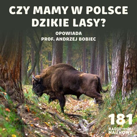 Polskie Lasy Czy Da Si W Nich Pogodzi Ekologi Z Ekonomi