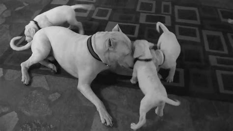 Pure Dogo Argentino Puppies From Conception To 7 Weeks Circle Of Life