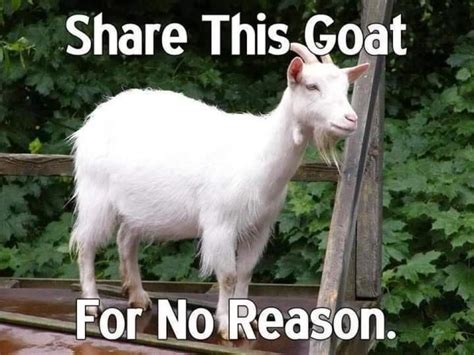 Goat Fuck On Twitter Ok