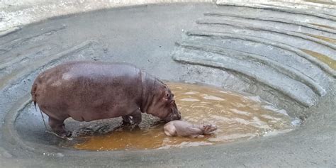 Kamatibugh Zoo welcomes adorable baby Hippo