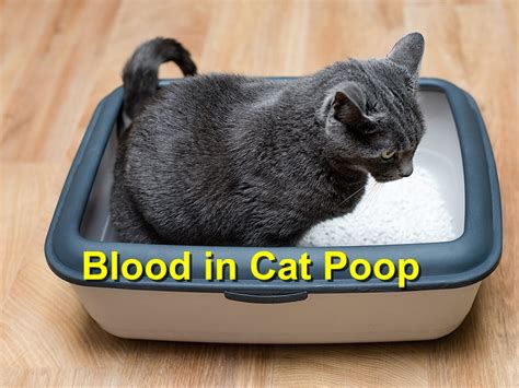 Blood in Cat Poop - Emergency Animal Care Braselton