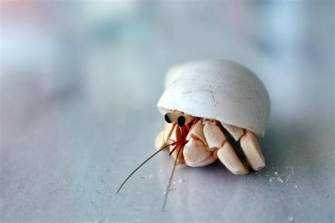 Really Cute Hermit Crabs