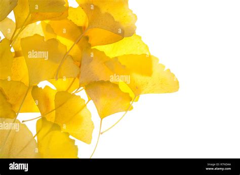 Ginkgo Biloba Leaves Stock Photo - Alamy