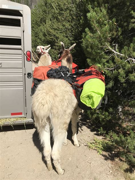 The Vacationer Wilderness Ridge Trail Llamas