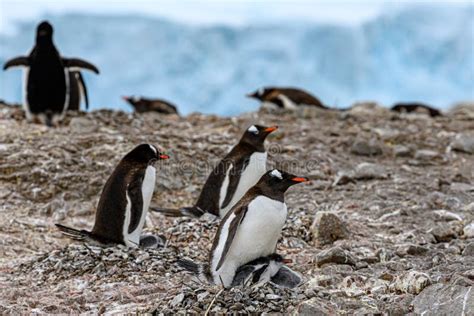 Penguins - Gentoo Penguin - Pygoscelis Papua - with Two Chicks at Neko