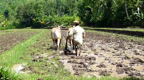 Cow Plough Paddy Fields Mts Youtube