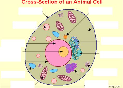 Cells And Organelles Diagram Quizlet