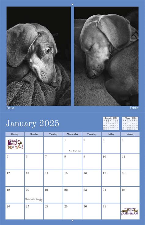 Dachshund Paws And Pals Rescue 2025 Calendar Yearbox Calendars