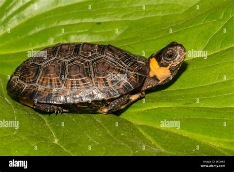 Tortue Des Champs Banque De Photographies Et Dimages Haute