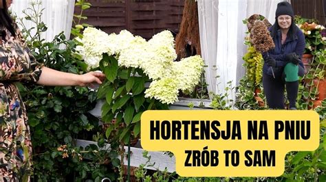 Jak Wyprowadzi Hortensje Na Pniu Ci Cie Hortensji Bukietowej Na Pniu